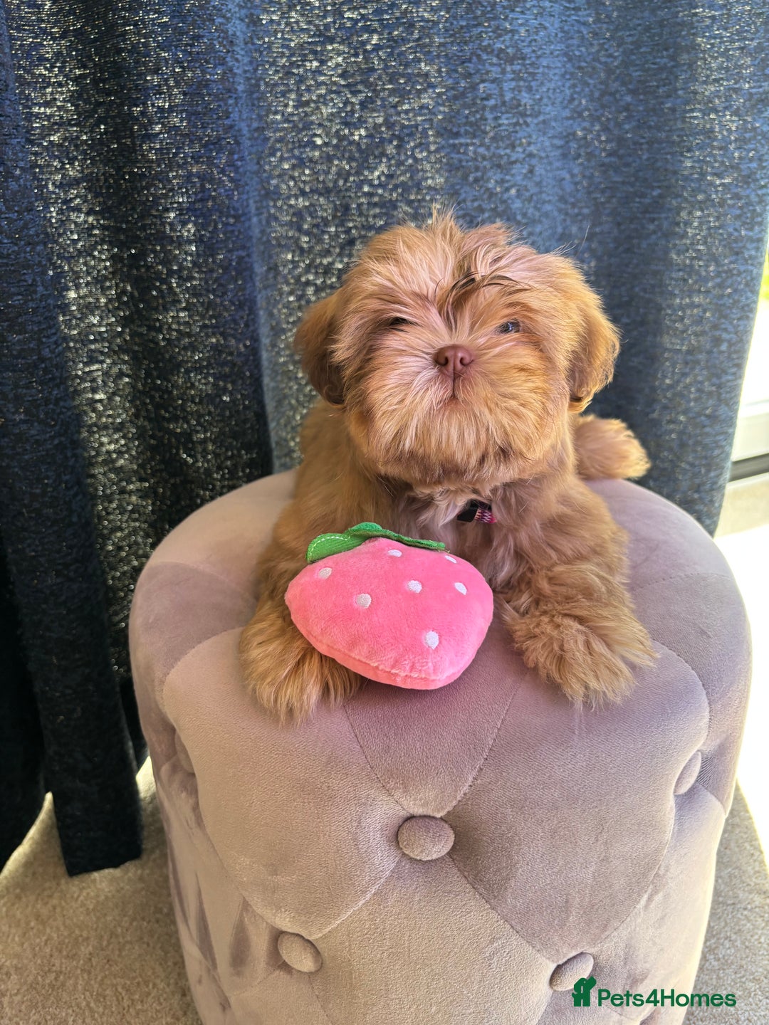 Shih Tzu dogs for sale: 💝 Rehoming Beautiful Shih Tzu Girl - Image 10