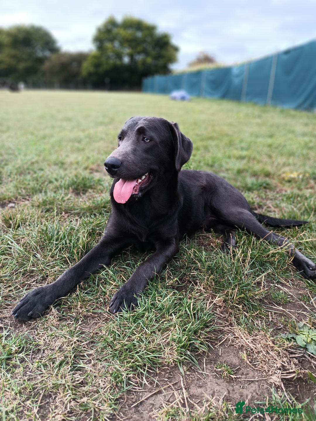 Labrador Retriever dogs for sale: 2 stunning Labradors 9 months old  - Image 5