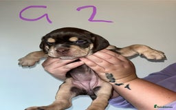Mixed Breed dogs for sale: Puppies - Image 1