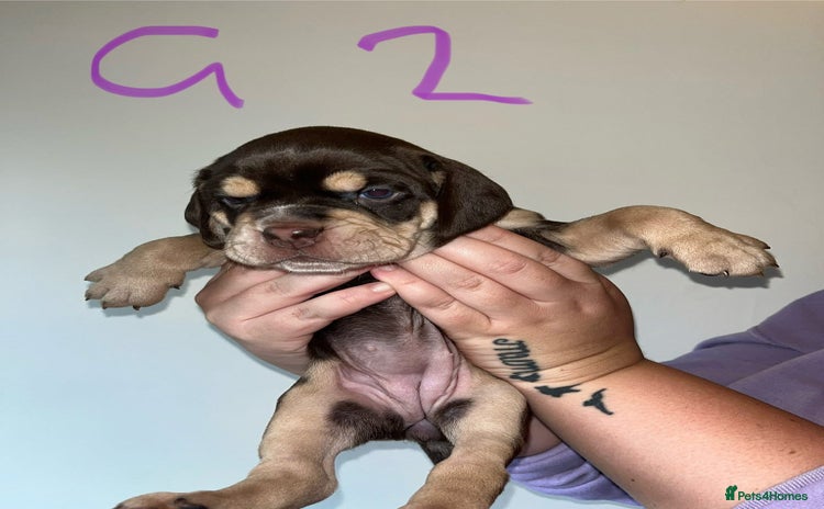 Mixed Breed dogs - Advert 10