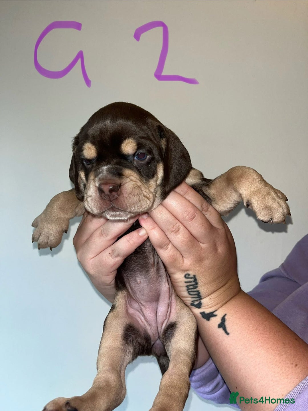 Mixed Breed dogs for sale: Puppies - Image 1
