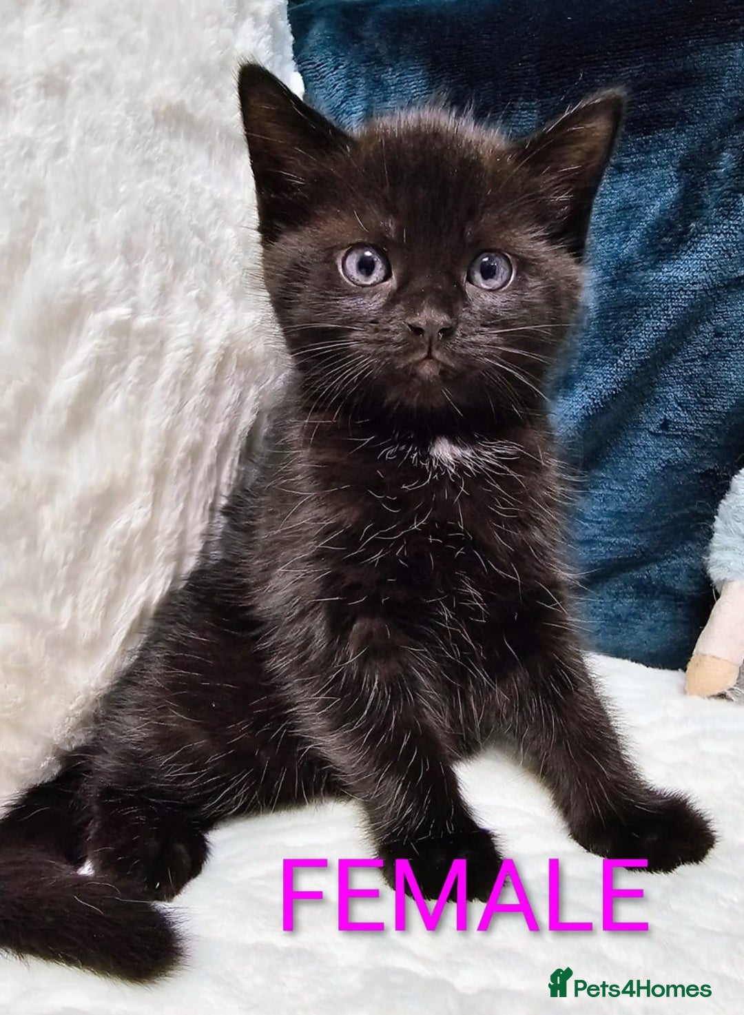 Mixed Breed cats for sale: Adorable Kittens Available – 8 Weeks Old! 🐾 - Advert 2