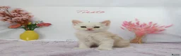 Maine Coon cats for sale: Stunning Maine Coon ( polydactyl)  - Advert 8