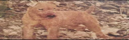 Lakeland Terrier dogs for sale: Lakeland terrier puppies (working type) - Advert 12