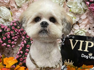 Lhasa Apso dogs - Advert 3