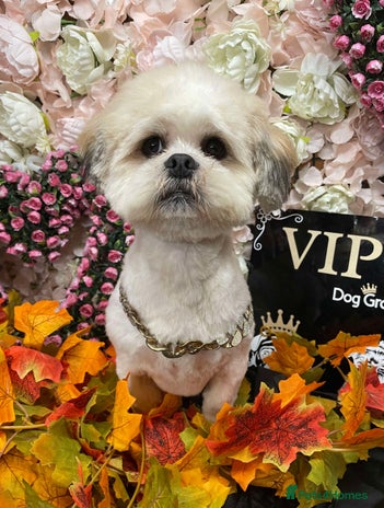 Lhasa Apso dogs - Advert 1