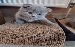 Scottish Fold cats for sale:  One Scottish fold another Scottish straight  - Image 6