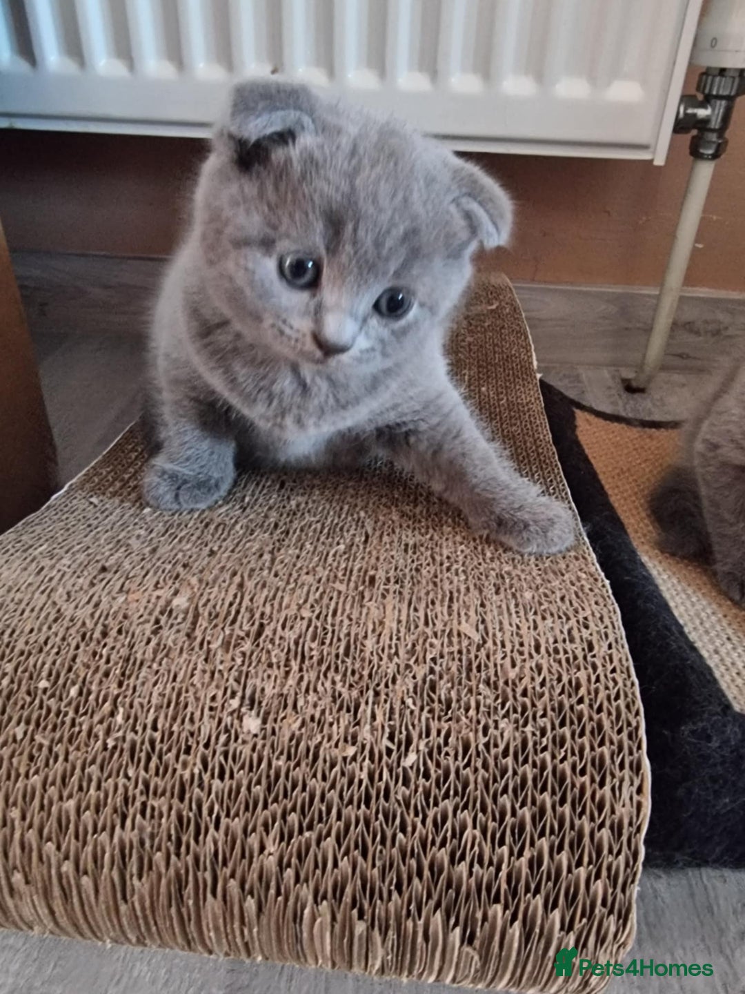 Scottish Fold cats for sale:  One Scottish fold another Scottish straight  - Image 6