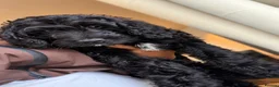 Cockapoo dogs for sale: Last 2 Cockapoo Puppies – Betty & Buddy - Advert 2