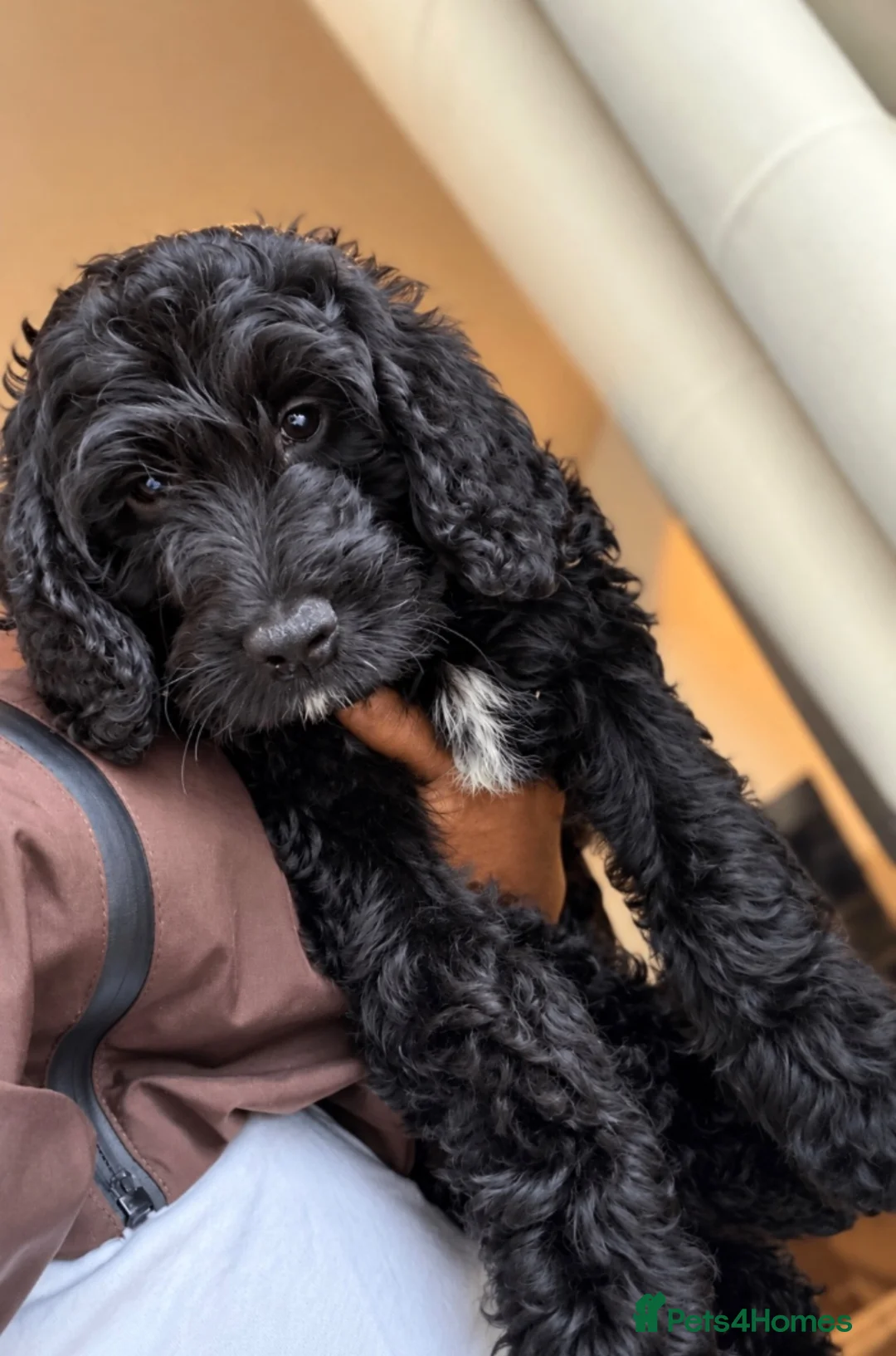 Cockapoo dogs for sale: Last 2 Cockapoo Puppies – Betty & Buddy - Advert 2