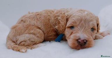 Cavapoo dogs - Advert 11