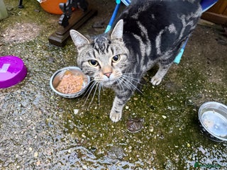 Domestic Shorthair cats Milo - a shy male - Advert 1