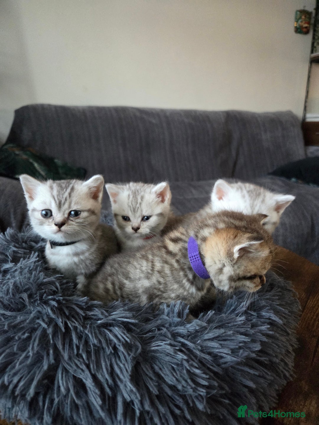 British Shorthair cats for sale: Adorable 4 pure breed kittens for sale - Advert 3