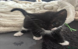 British Shorthair cats for sale: X4 male British shorthair X kittens - Image 20