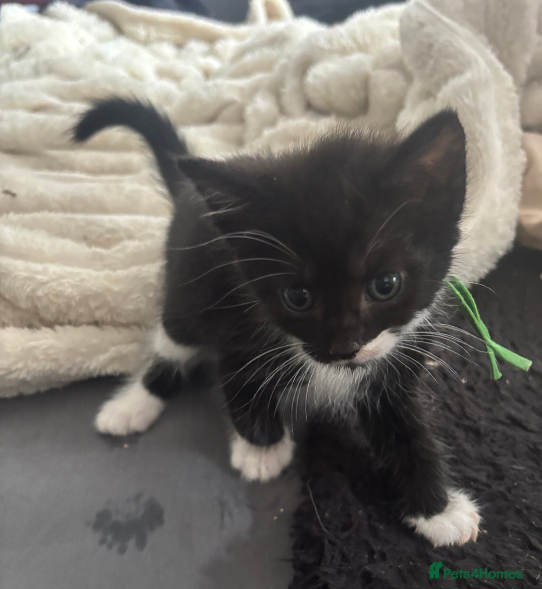 British Shorthair cats for sale: X4 male British shorthair X kittens - Image 20