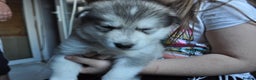 Alaskan Malamute dogs for sale: Alaskan Malamute Puppies - Advert 15