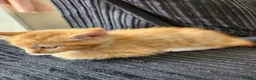 Ragdoll cats for sale: 3 kittens - Advert 7