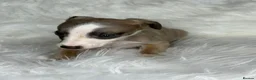 Whippet dogs for sale: Whippet pups  - Advert 4