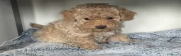 Maltipoo dogs for sale: Adorable F1B Maltipoo Puppy / 1 boy left / reduced - Advert 16