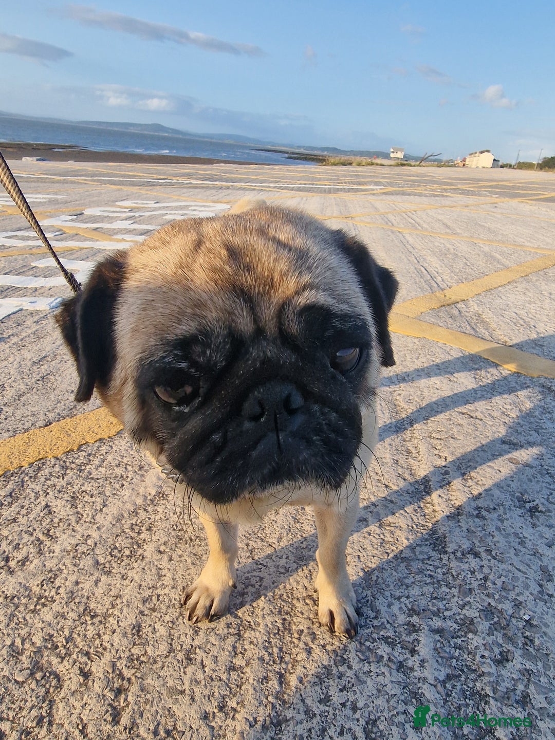 Pug dogs for sale: Lollita - Image 3