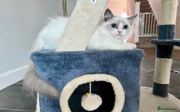 Ragdoll cats for sale: Last kitten left - absolutely beautiful and placid - Image 2