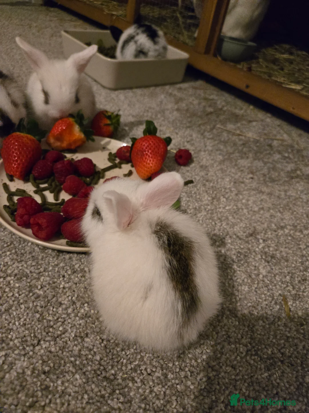 Mini Lop rabbits for sale: Mini lop bunnies  in Hinckley - Advert 9
