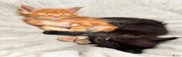 Maine Coon cats for sale: 7 adorable Pure Bred Mainecoon - Advert 21