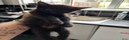 Mixed Breed cats for sale: Free to good home - Advert 3