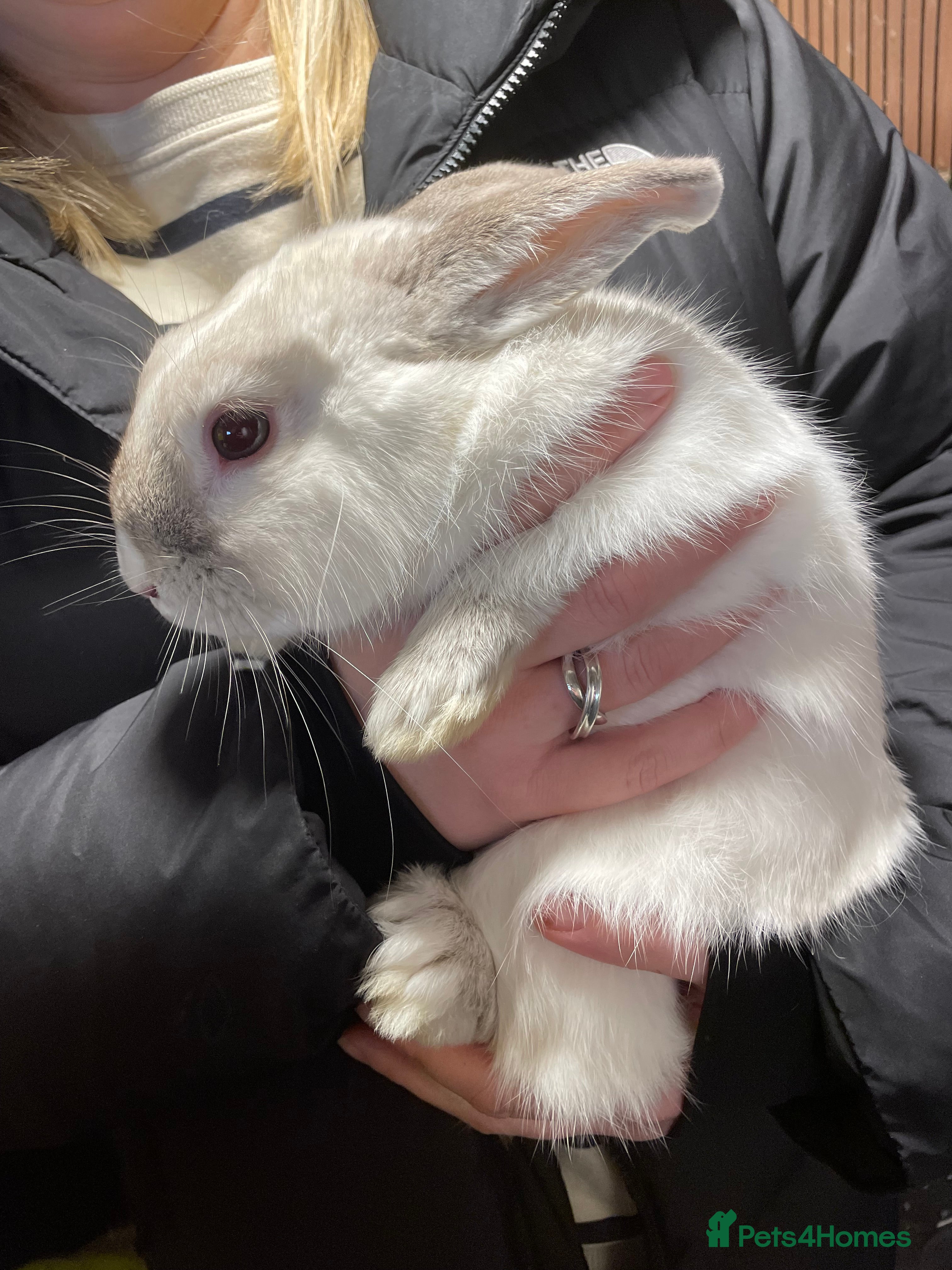 Mixed Breed rabbits Male Rabbit  - Advert 1