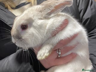 Mixed Breed rabbits Male Rabbit - Advert 1