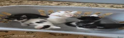 Mixed Breed cats for sale: 5 beautiful kittens ready for new families  - Advert 4