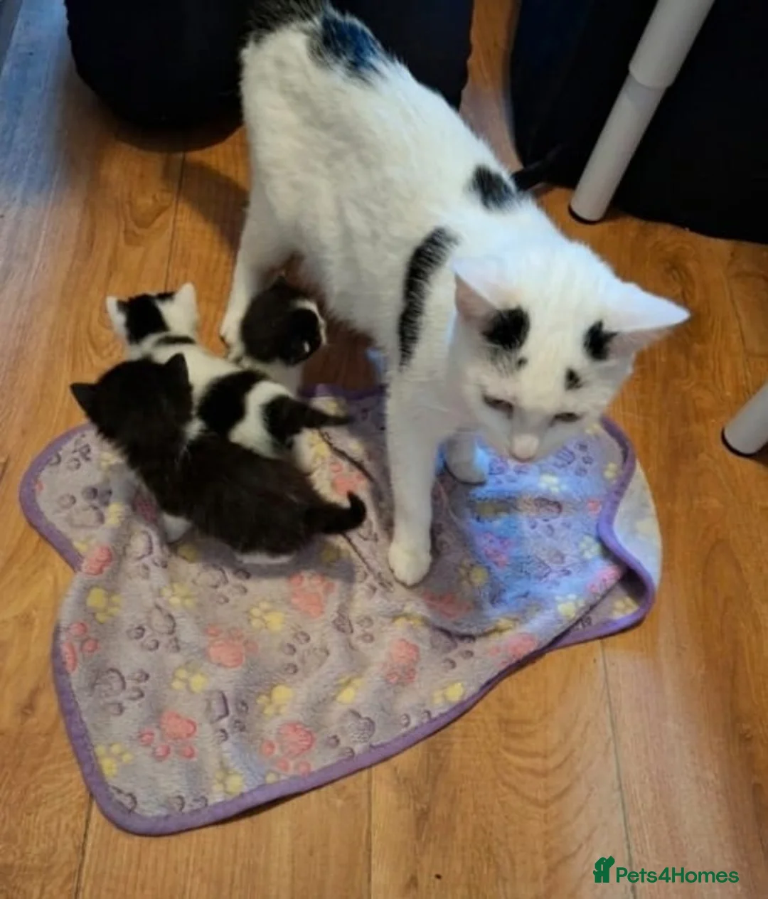 Mixed Breed cats for sale: 4 Black and White Kittens - Advert 1