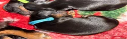 Miniature Dachshund dogs for sale: Miniature longhaired dachshunds PRA clear - Advert 9