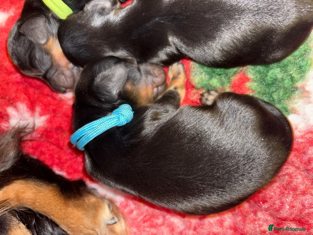 Miniature Dachshund dogs for sale: Miniature longhaired dachshunds PRA clear - Advert 9