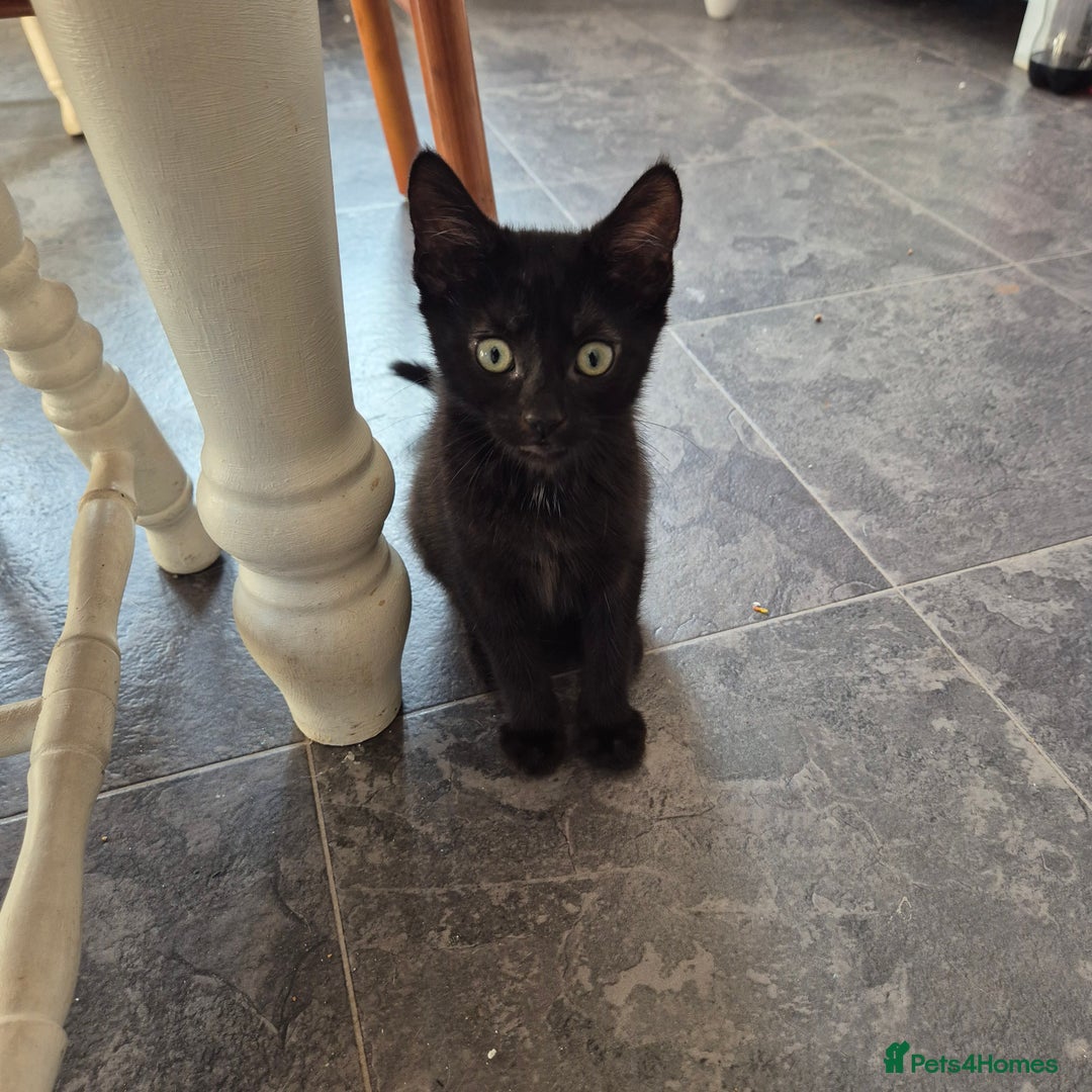 Domestic Shorthair cats for sale: Beautiful kittens looking for their forever home  - Image 2