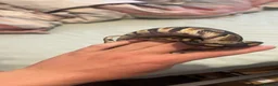 Python Snake reptiles for sale: Ball python and 4x2x2 viv - Advert 2