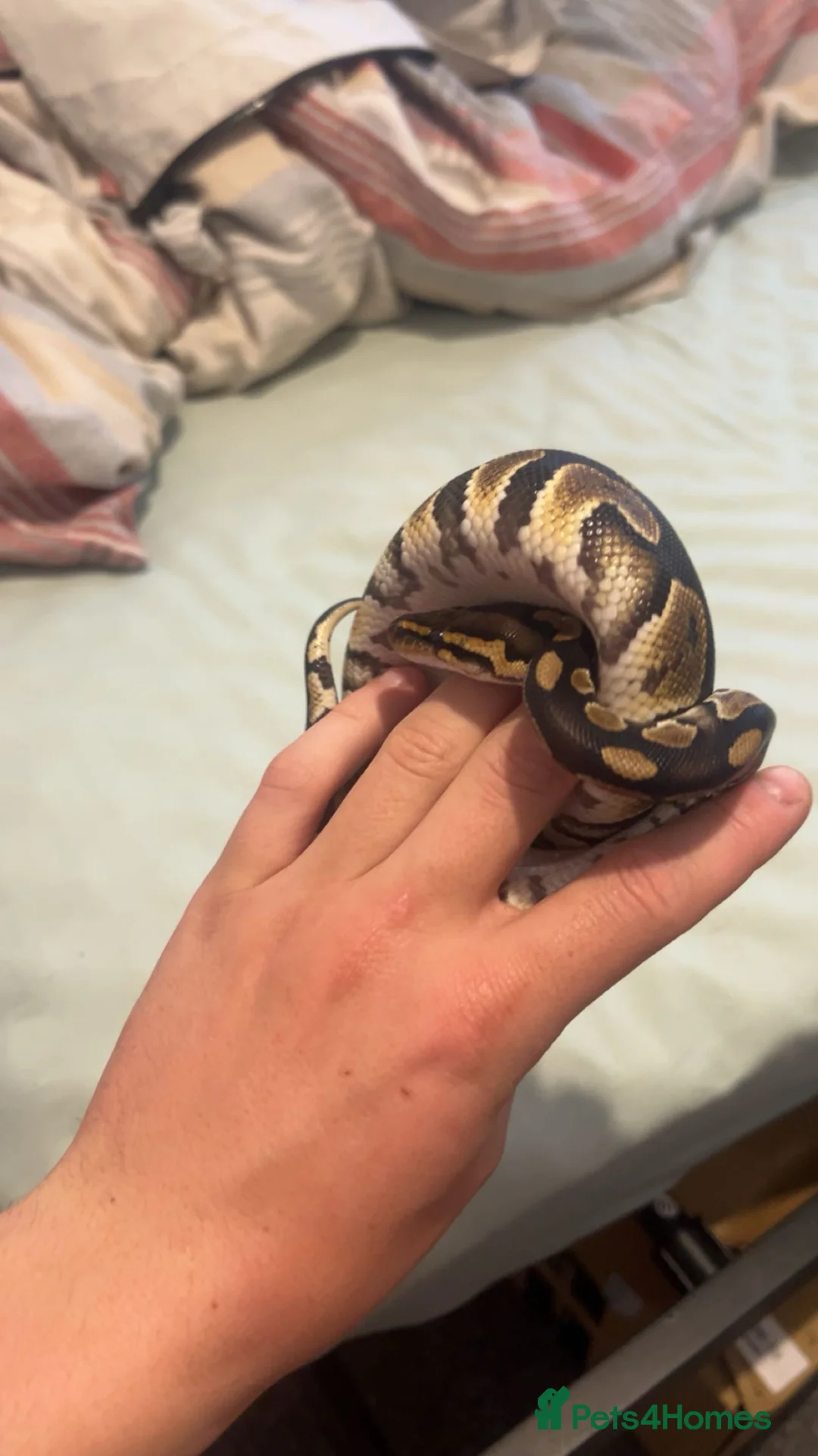 Python Snake reptiles for sale: Ball python and 4x2x2 viv - Advert 2