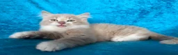 Norwegian Forest Cat cats for sale: Norwegian Forest boys - Advert 13