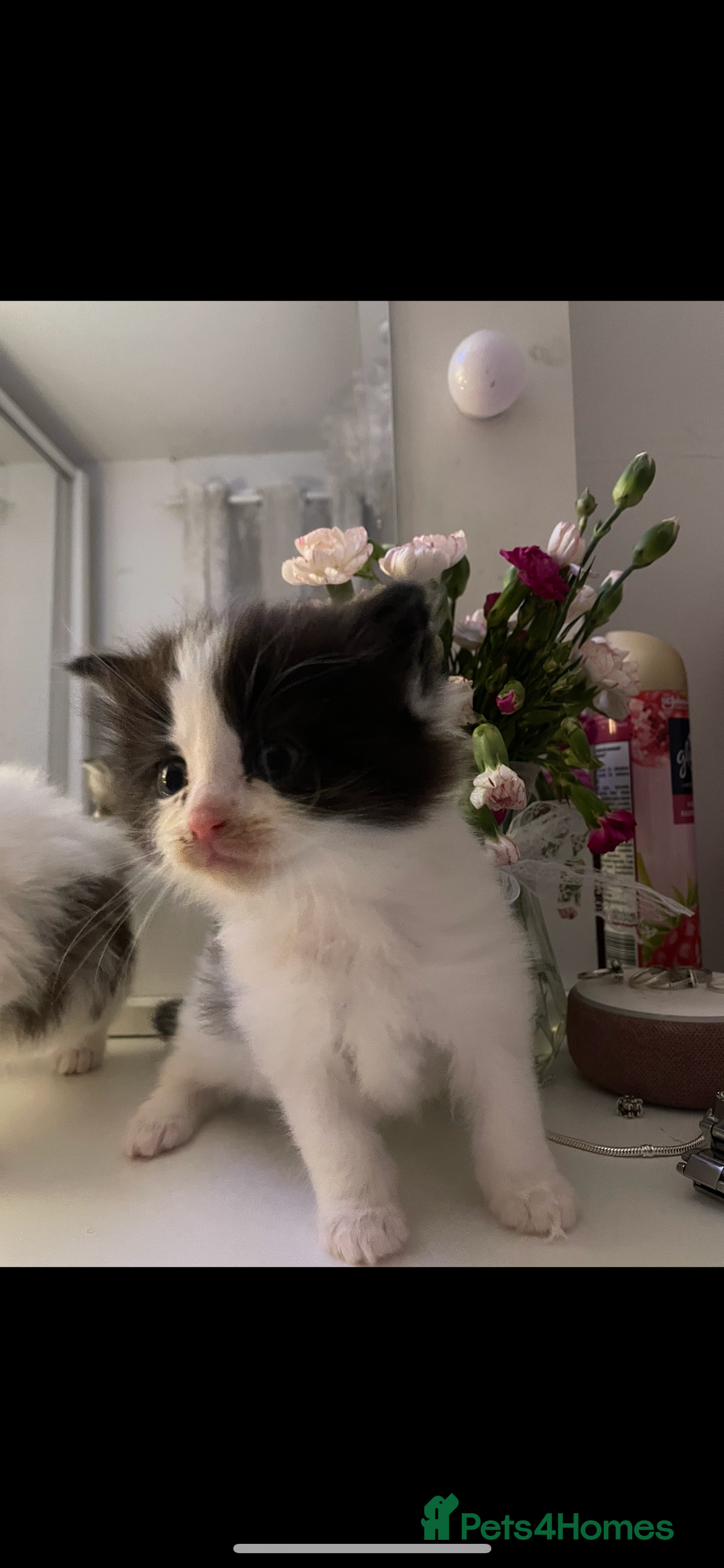 Maine Coon cats for sale: ✨Beautiful Mainecoon/Ragdoll mix kittens✨ - Advert 2