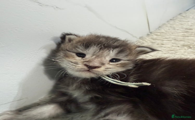 Maine Coon cats - Advert 7
