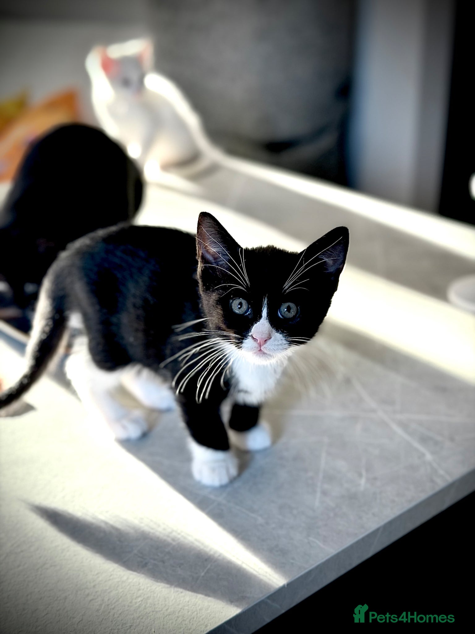Mixed Breed cats for sale: Meet Darwin calm affectionate little gentleman 🐾 in Kingston upon Thames - Advert 2