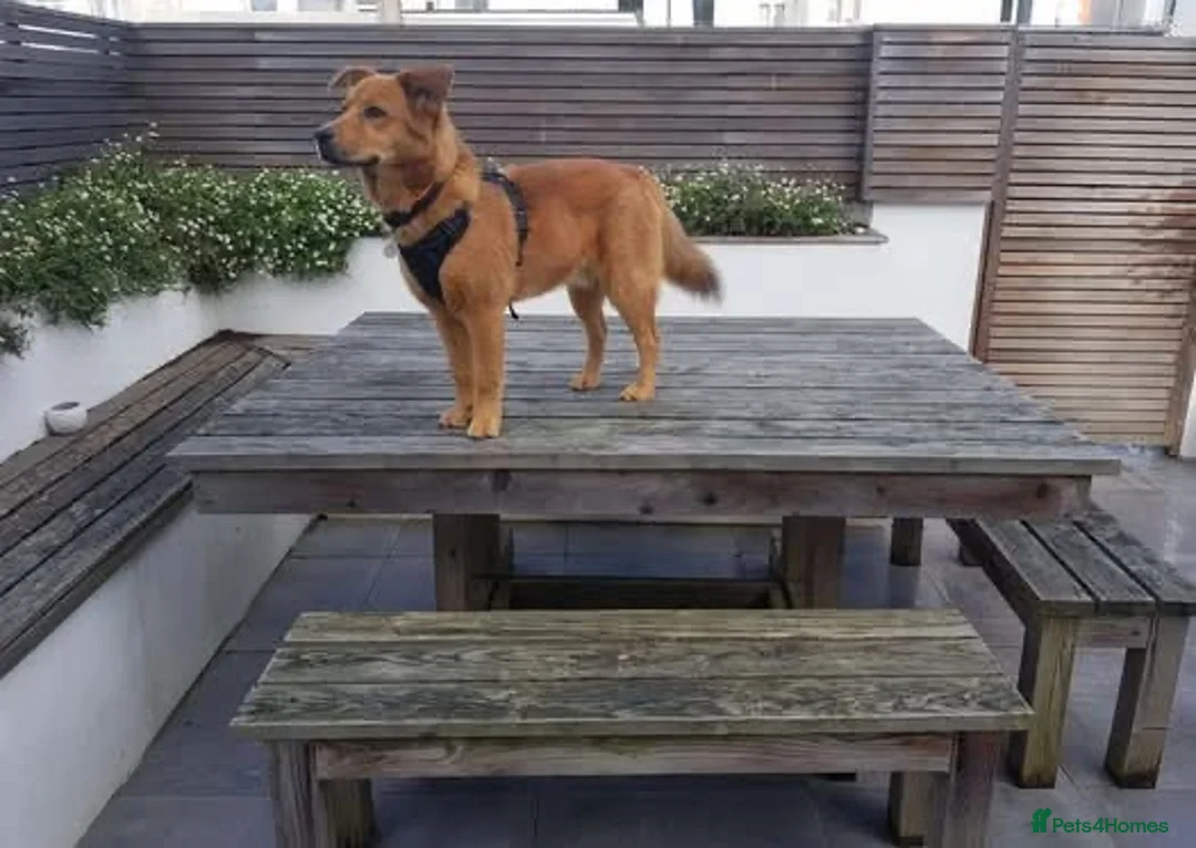 Mixed Breed dogs for adoption: Rescue boy Mason is looking for his second chance! - Advert 3