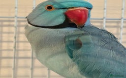 Ringnecks birds for sale: Stunning blue male Indian ringneck  - Image 2