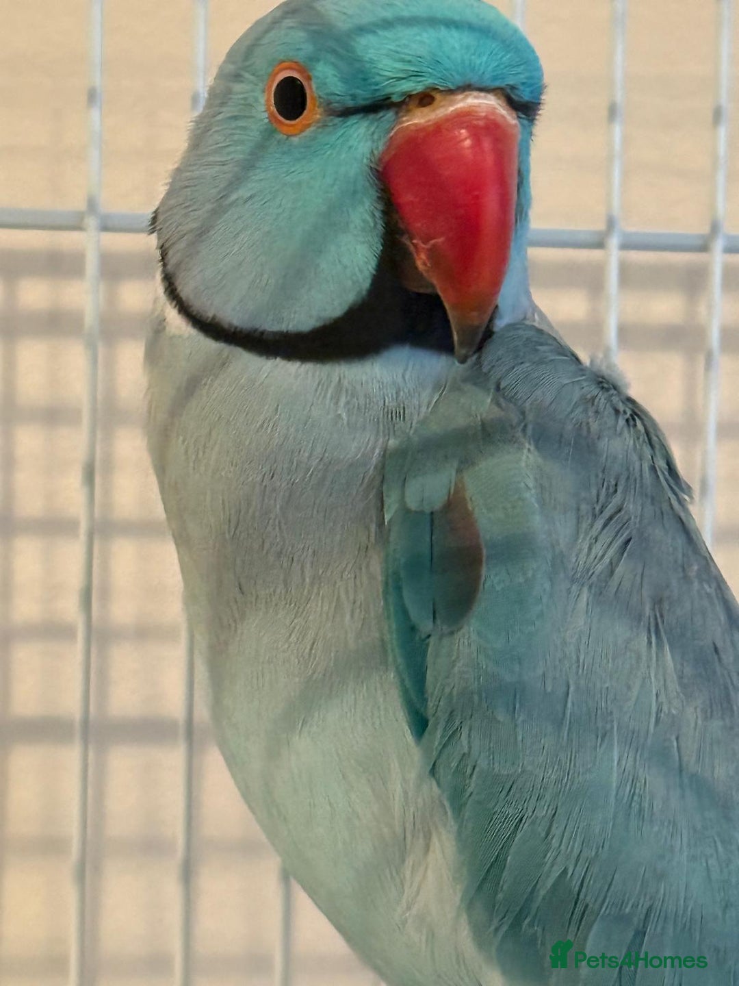 Ringnecks birds for sale: Stunning blue male Indian ringneck  - Image 2