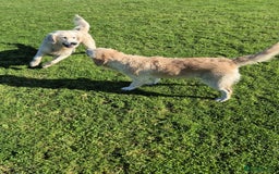 Golden Retriever dogs for sale: Beautiful golden retriever, girl  - Advert 2