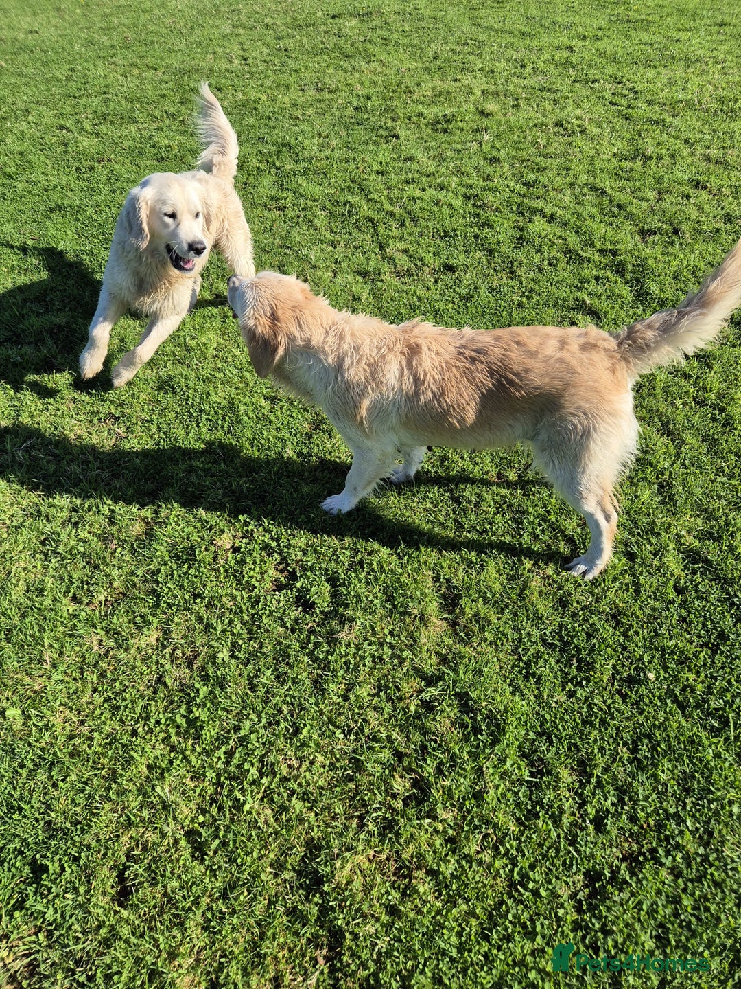 Golden Retriever dogs for sale: Beautiful golden retriever, girl  - Advert 2