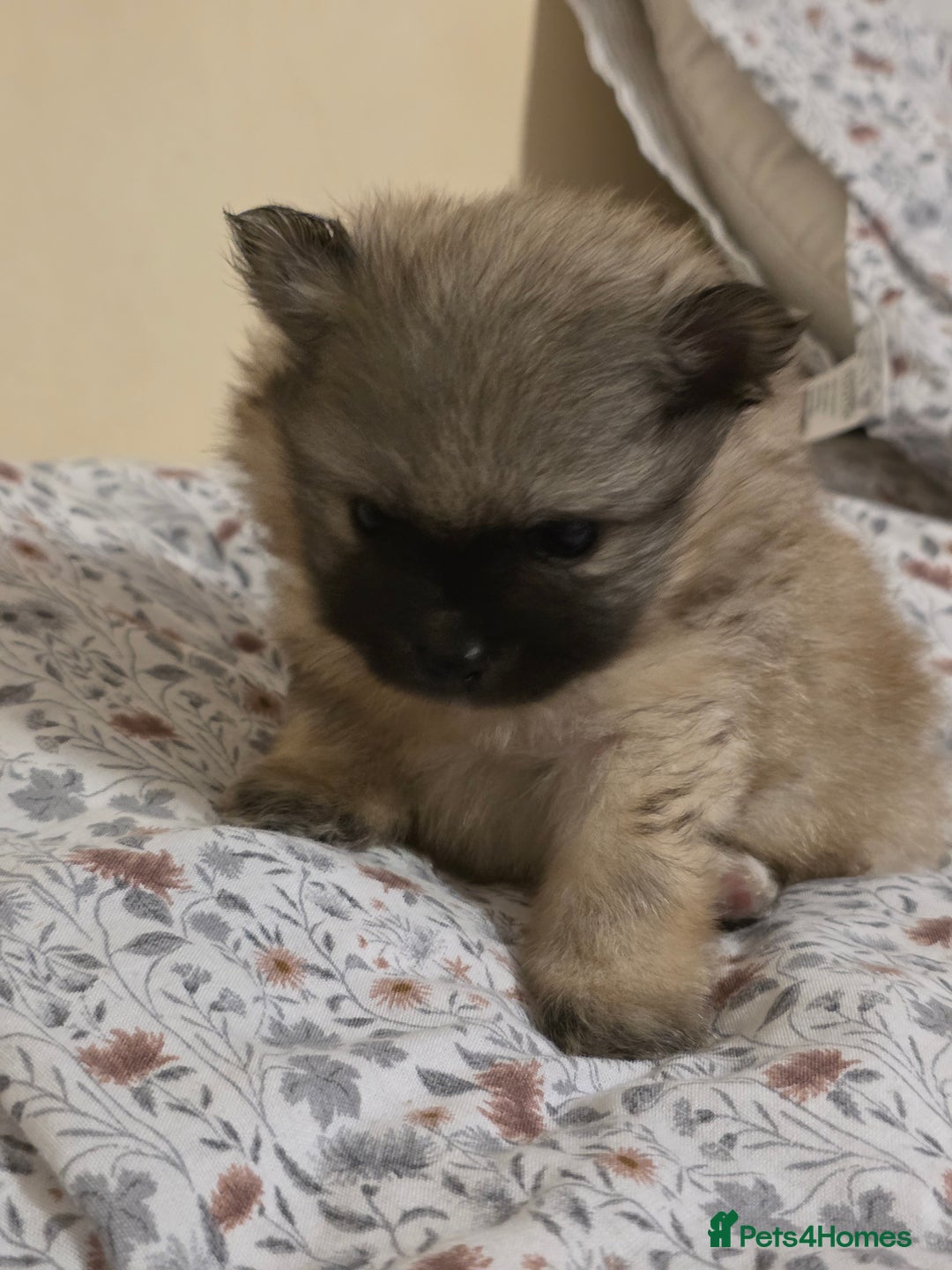 Pomeranian dogs for sale: Hello - Advert 13