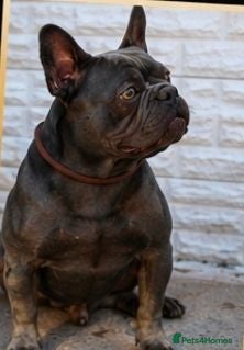 French Bulldog dogs Loving boy looking for his 5* home - Advert 6