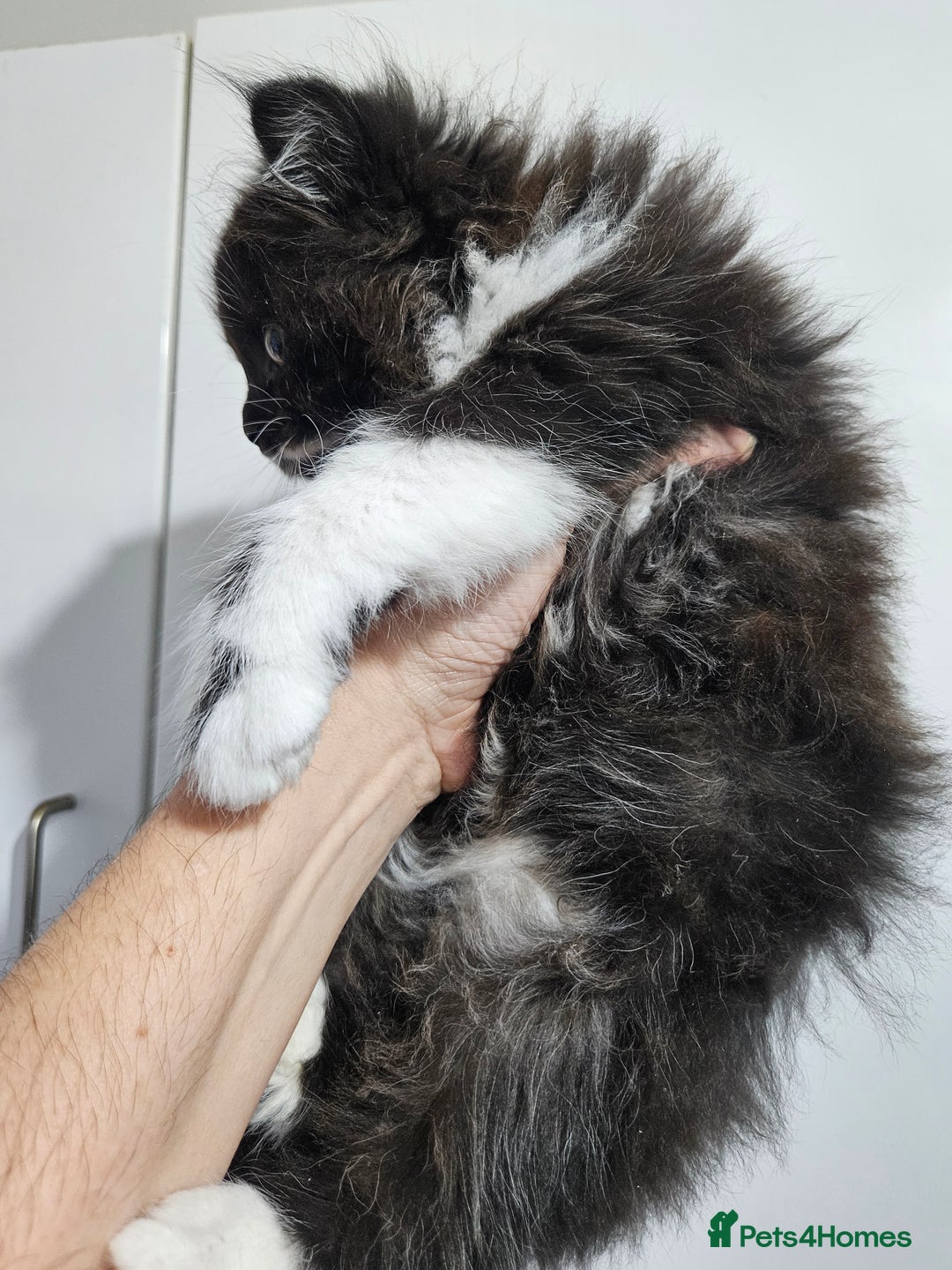 Mixed Breed cats for sale: Adorable Fluffy little Boy  - Image 5