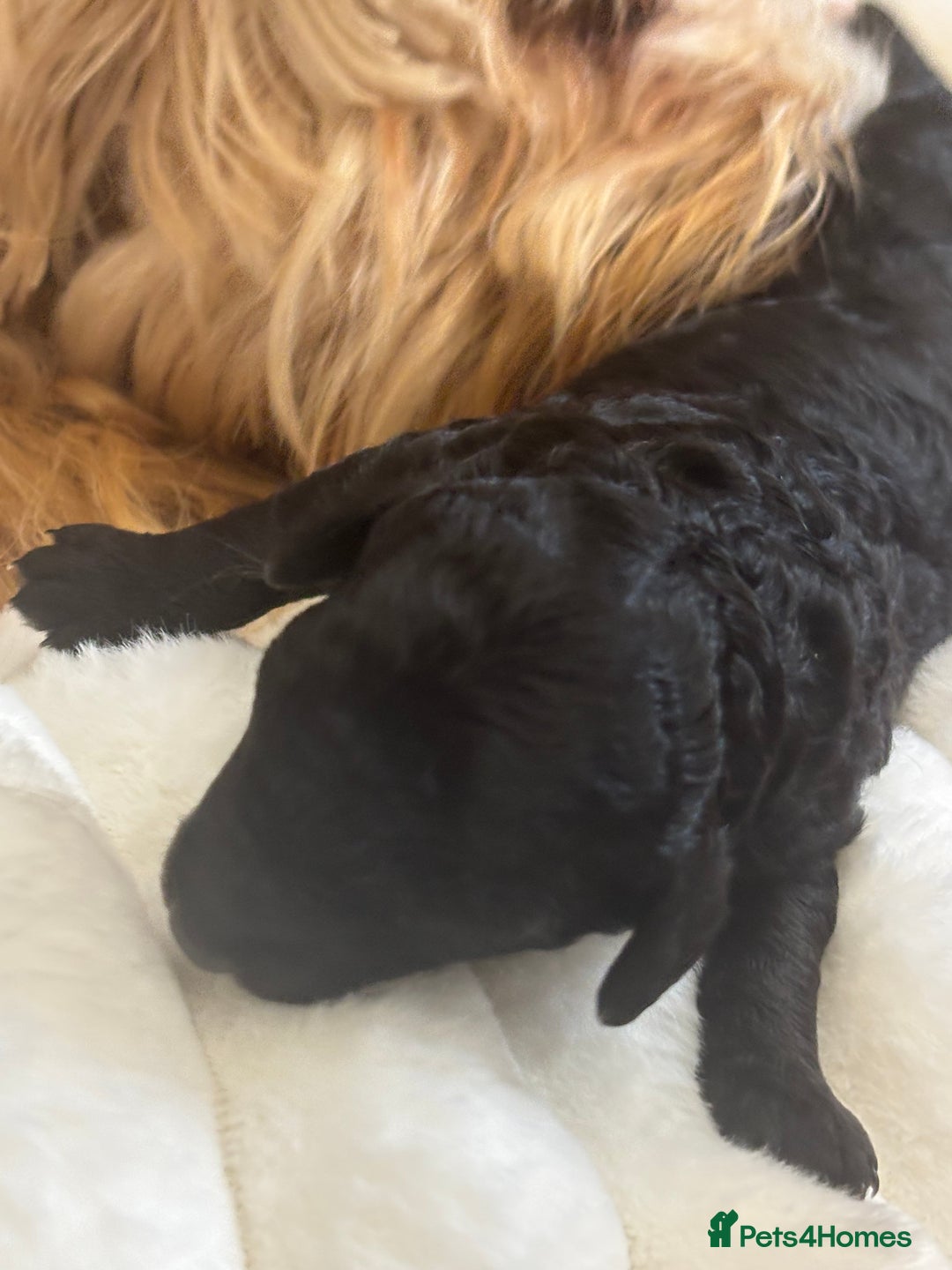 Cavapoo dogs for sale: Beautiful F1bb cavapoo pups - Image 22